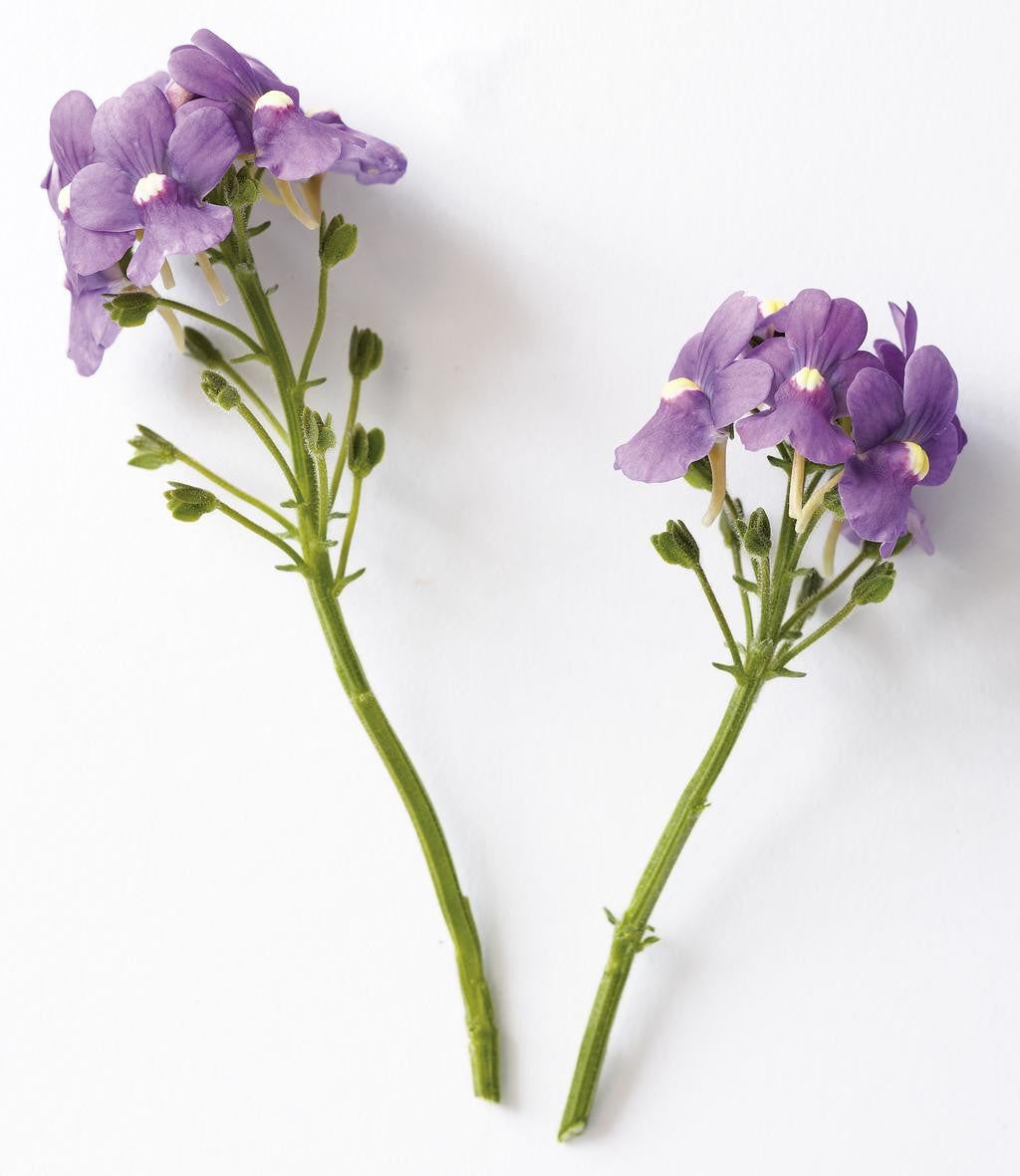 Nemesia fruticans 'Bluebird' flower