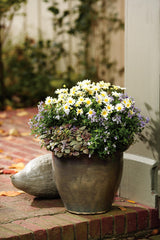 Nemesia fruticans 'Bluebird' combination