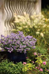 Nemesia fruticans 'Bluebird'