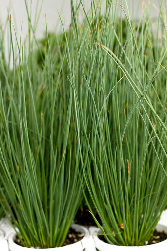 Juncus inflexus Graceful Grasses® 'Blue Mohawk®'