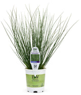 Juncus inflexus Graceful Grasses® 'Blue Mohawk®' in grower pot