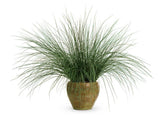 Juncus inflexus Graceful Grasses® 'Blue Mohawk®' in decorative pot