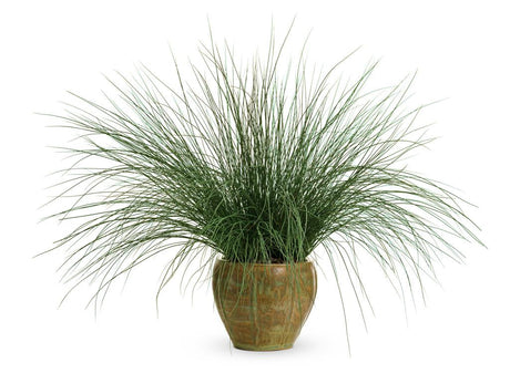 Juncus inflexus Graceful Grasses® 'Blue Mohawk®' in decorative pot