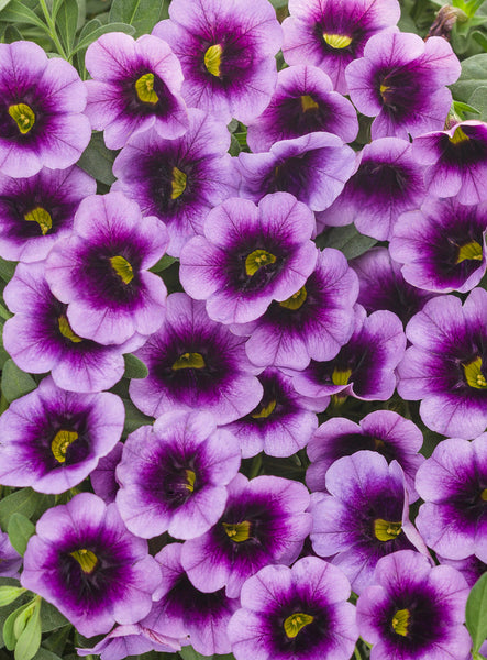 Calibrachoa hybrid 'Superbells® Blue Moon Punch™' – Romence
