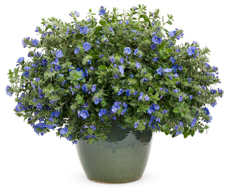 Evolvulus hybrid 'Blue My Mind®' in decorative pot