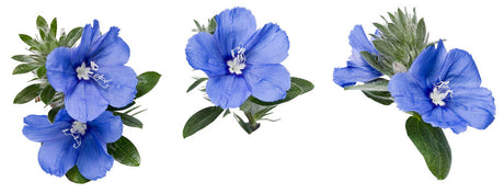 Evolvulus hybrid 'Blue My Mind®' flowers