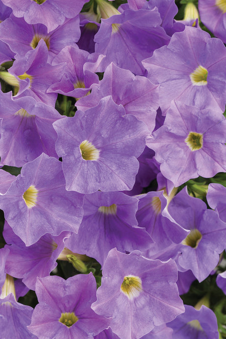 Petunia hybrid 'Supertunia® Blue Skies'