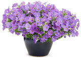 Petunia hybrid 'Supertunia® Blue Skies' in decorative pot