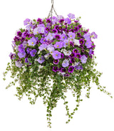 Petunia hybrid 'Supertunia® Blue Skies' combination