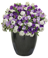 Petunia hybrid 'Supertunia® Blue Skies' combination