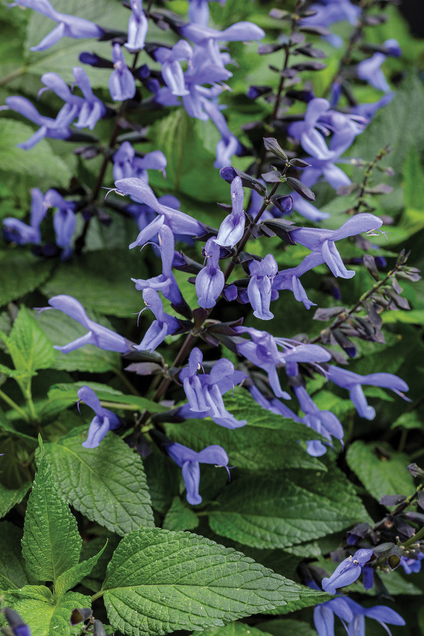 Salvia hybrid 'Rockin'® Blue Suede Shoes™' – Romence Gardens