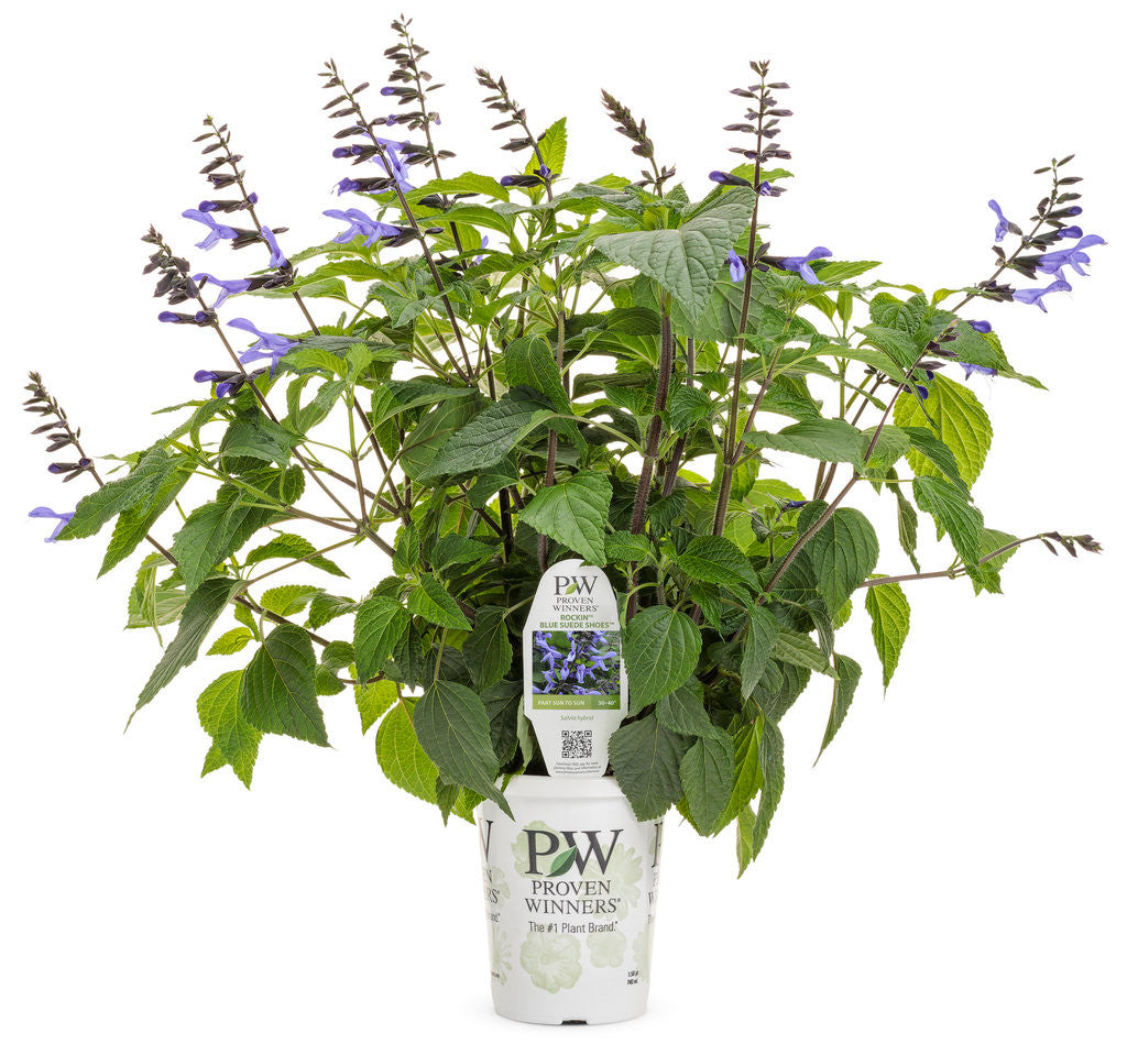 Salvia hybrid 'Rockin'® Blue Suede Shoes™' in grower pot