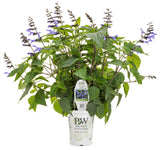 Salvia hybrid 'Rockin'® Blue Suede Shoes™' in grower pot