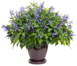 Salvia hybrid 'Rockin'® Blue Suede Shoes™' in decorative pot