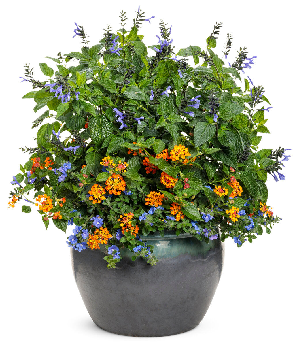Salvia hybrid 'Rockin'® Blue Suede Shoes™' – Romence Gardens
