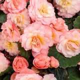 Begonia x hybrid 'Double Delight™ Blush Rose'