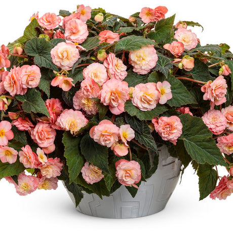 Begonia x hybrid 'Double Delight™ Blush Rose' in decorative pot