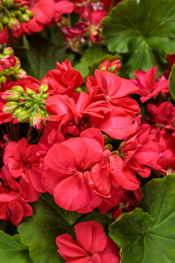 Pelargonium 'Boldly® Coral'