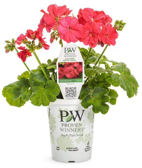 Pelargonium 'Boldly® Coral' in grower pot