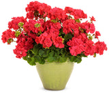 Pelargonium 'Boldly® Coral' in decorative pot