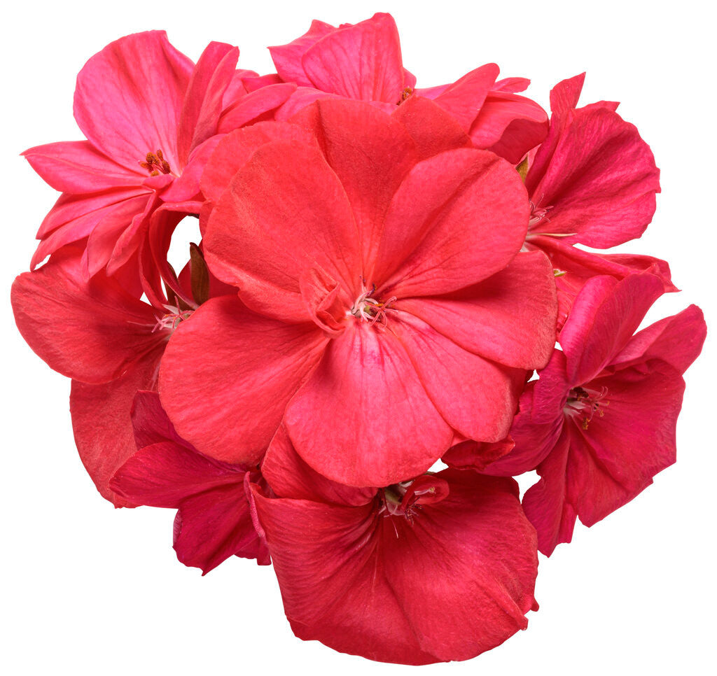 Pelargonium 'Boldly® Coral' flower