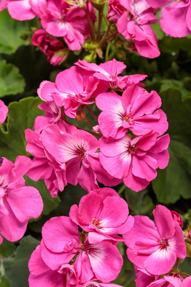 Pelargonium 'Boldly® Hot Pink'