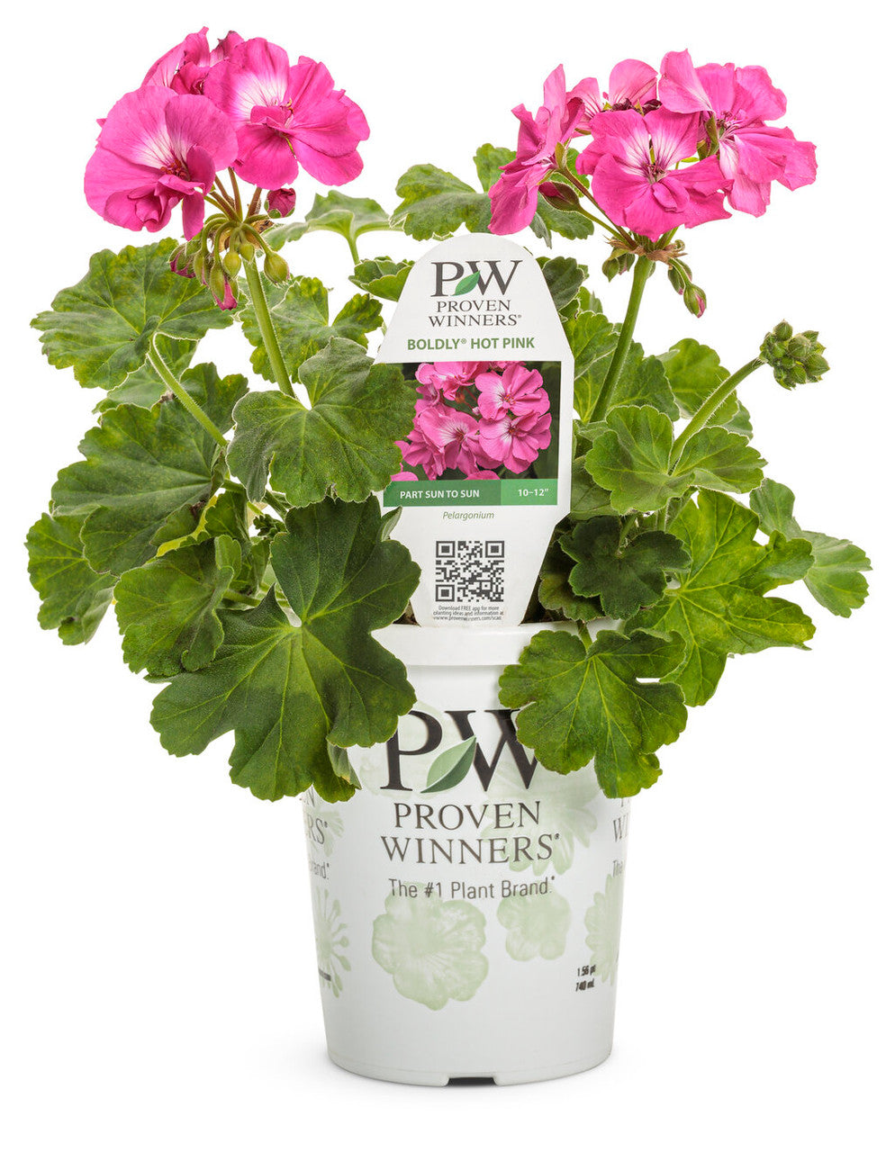 Pelargonium 'Boldly® Hot Pink' in grower pot