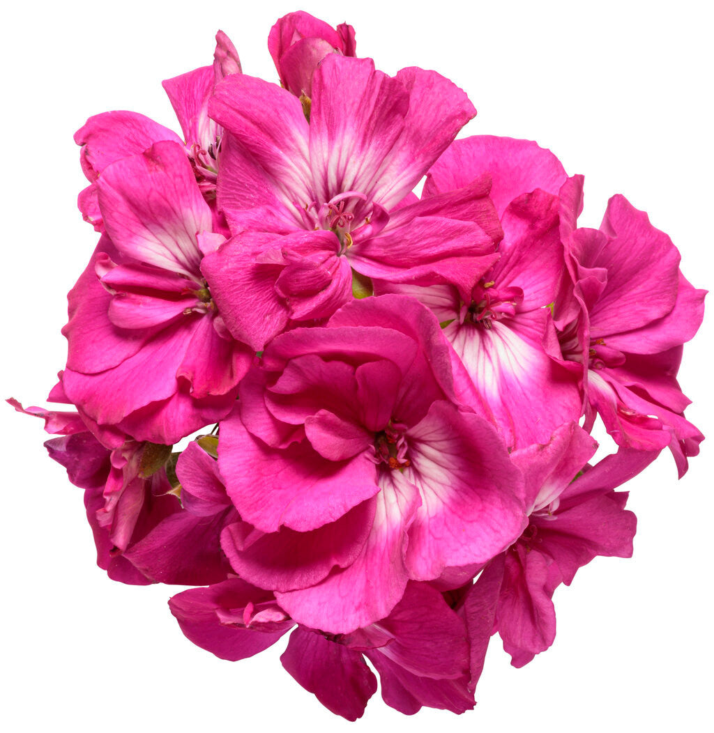 Pelargonium 'Boldly® Hot Pink' flower