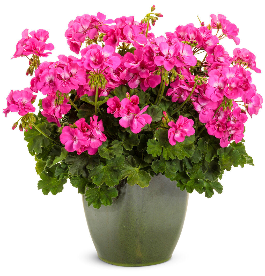 Pelargonium 'Boldly® Hot Pink' in decorative pot