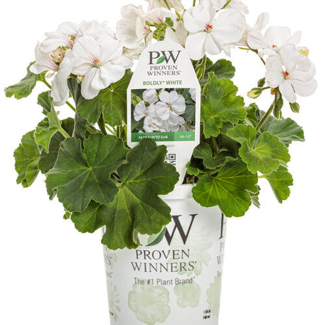 Pelargonium 'Boldly® White' in grower pot