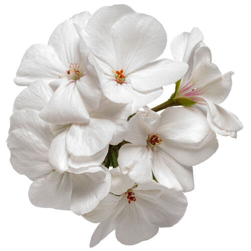 Pelargonium 'Boldly® White' flower
