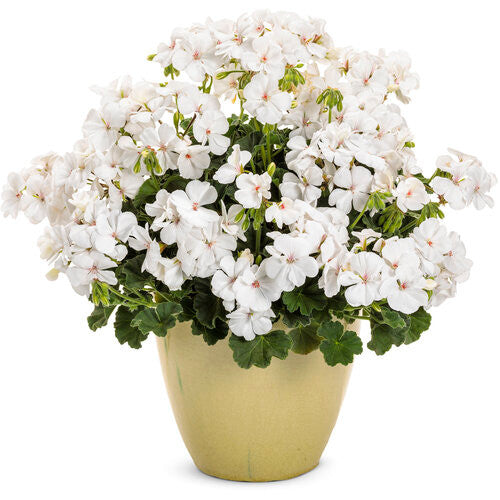 Pelargonium 'Boldly® White' in decorative pot