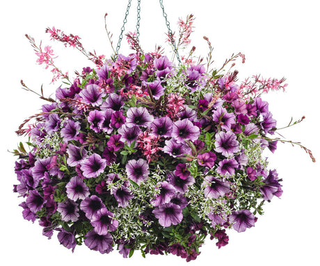 Petunia hybrid 'Supertunia® Bordeaux™' combination