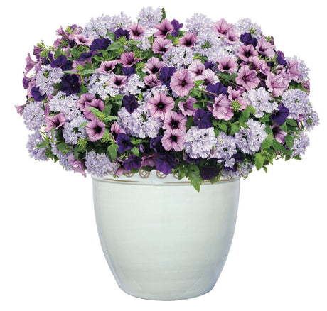 Petunia hybrid 'Supertunia® Bordeaux™' combination