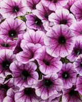 Petunia hybrid 'Supertunia® Bordeaux II™'
