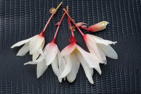 Begonia boliviensis  'Bossa Nova® Pure White'