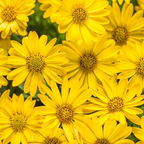 Osteospermum hybrid 'Bright Lights™ Yellow'
