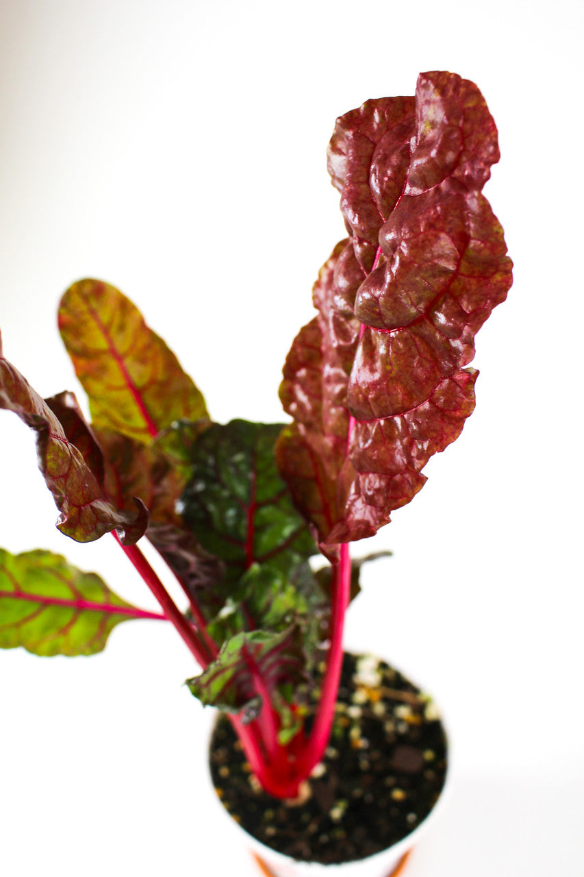 Swiss Chard 'Bright Lights' close up