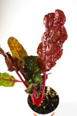 Swiss Chard 'Bright Lights' close up