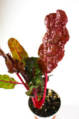 Swiss Chard 'Bright Lights'