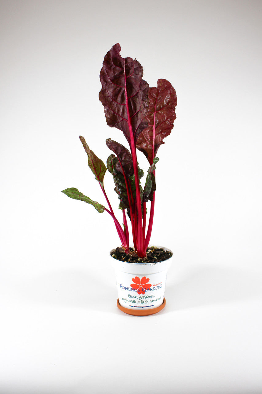 Swiss Chard 'Bright Lights' in 4.5 inch pot