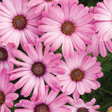 Osteospermum hybrid 'Bright Lights™ Pink'