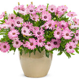 Osteospermum hybrid 'Bright Lights™ Pink' in decorative pot