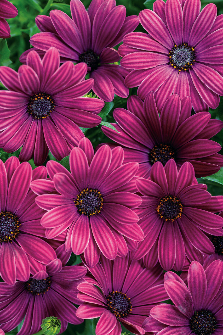 Osteospermum hybrid 'Bright Lights™ Purple'