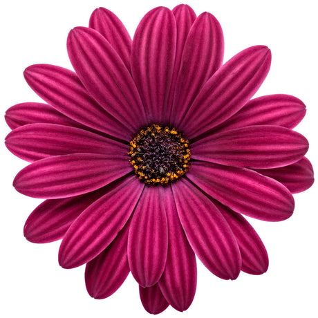 Osteospermum hybrid 'Bright Lights™ Purple' flower