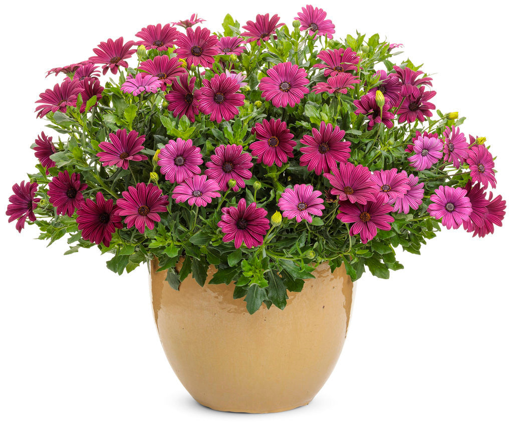 Osteospermum hybrid 'Bright Lights™ Purple' in decorative pot