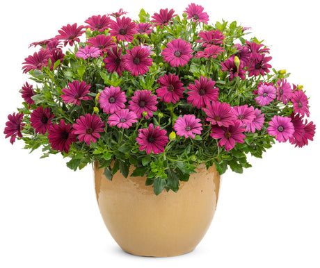 Osteospermum hybrid 'Bright Lights™ Purple' in decorative pot