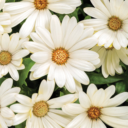 Osteospermum hybrid 'Bright Lights™ White'