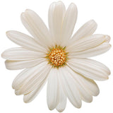 Osteospermum hybrid 'Bright Lights™ White' flower