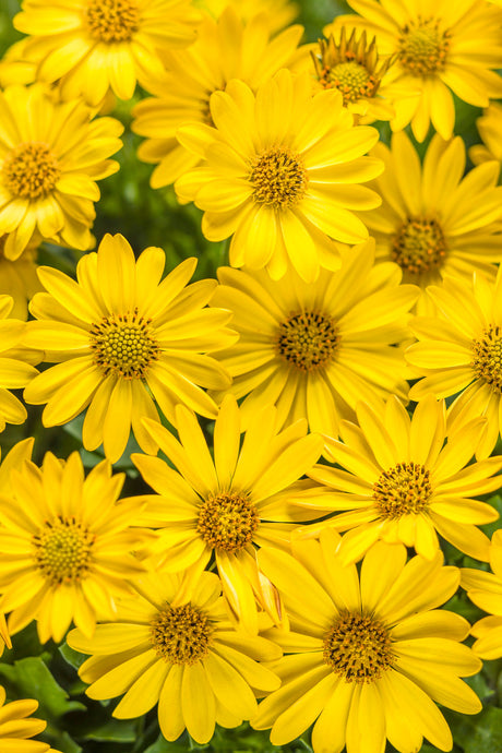 Osteospermum hybrid 'Bright Lights™ Yellow'